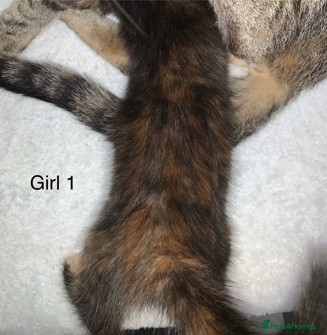 Mixed Breed cats for sale: 💚 3 male  💜 2 female  - Image 3