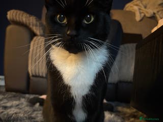 British Shorthair cats A beautiful female cat called diamond - Advert 16