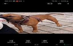 Staffordshire Bull Terrier dogs for sale: Staffordshire Bull terrier male red  - Image 6