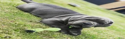Cane Corso dogs for stud: Blue Cane Corso 75kg / Proven Stud - Advert 20