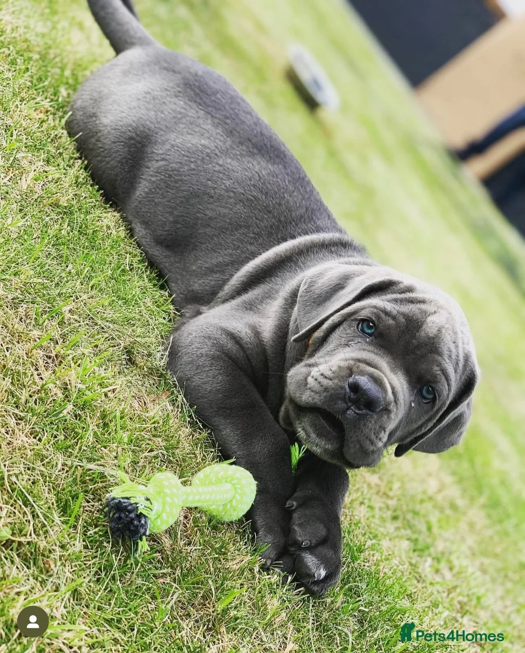 Cane Corso dogs for stud: Blue Cane Corso 75kg / Proven Stud - Advert 20