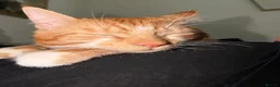 Mixed Breed cats for sale: Garfield  in Ilkeston - Advert 2