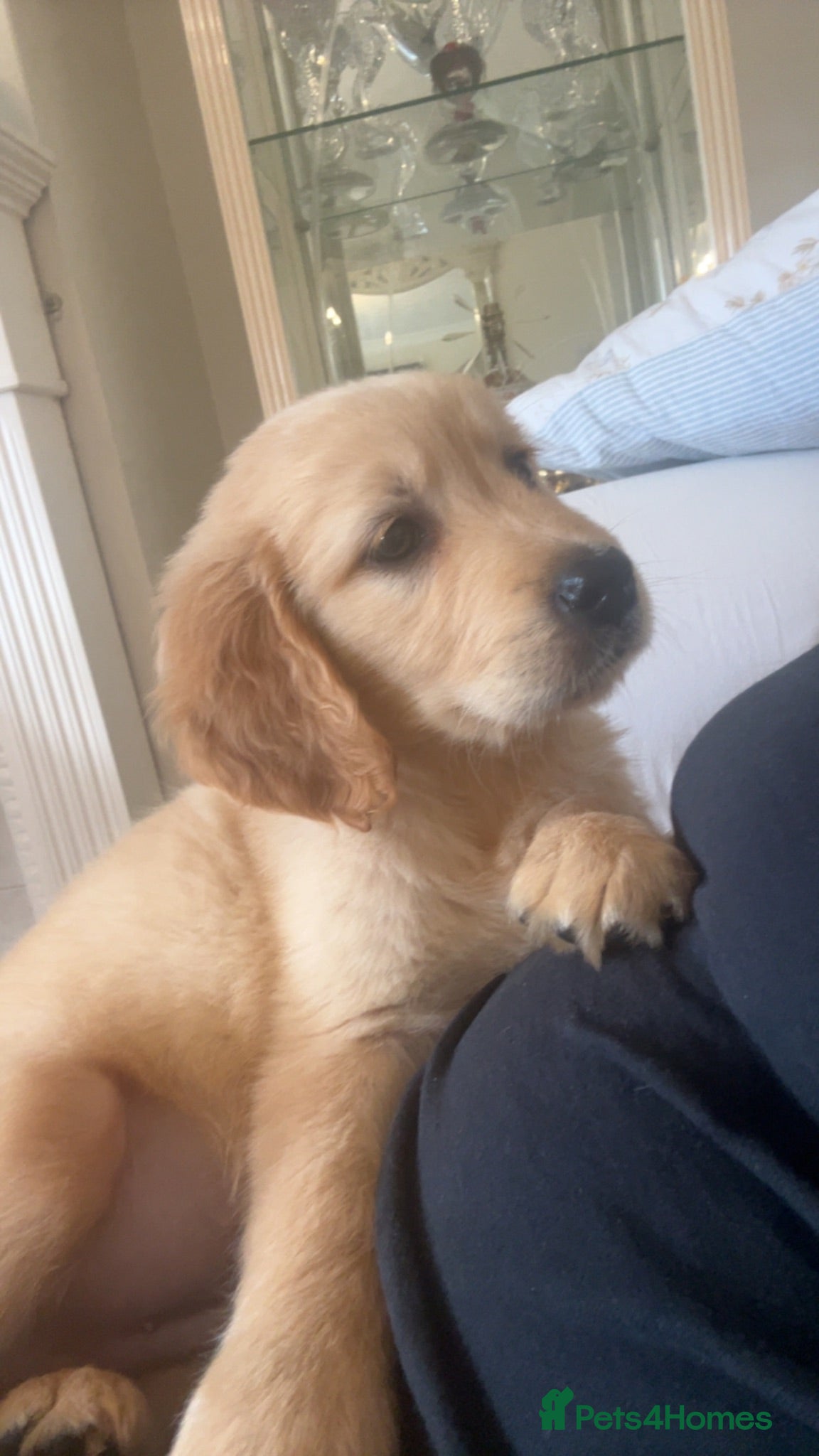 Labrador Retriever dogs Labradore retriever Puppys  - Advert 2