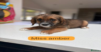 Mixed Breed dogs - Advert 16