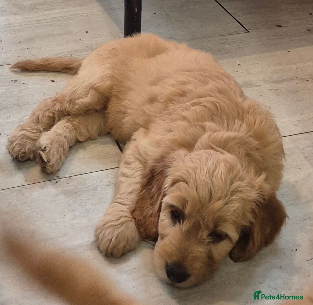 Mini Goldendoodle dogs F1B Goldendoodle Golden & red doodles puppy's - Advert 2