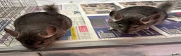Chinchilla rodents for sale: Millie & Maisy, super tame standard sisters - Advert 1