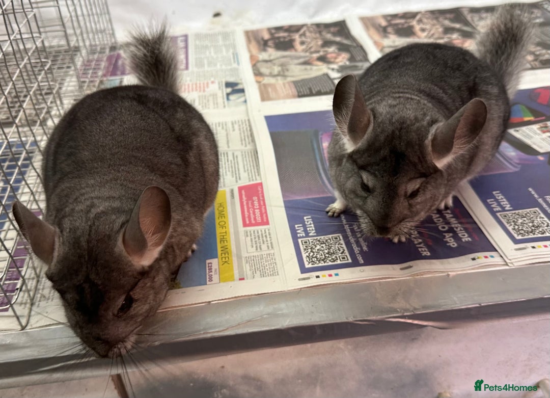 Chinchilla rodents for sale: Millie & Maisy, super tame standard sisters - Advert 1