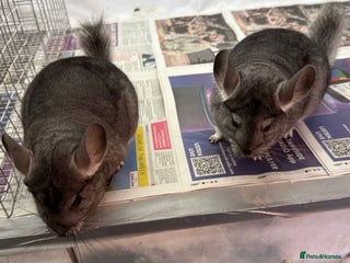 Chinchilla rodents Millie & Maisy, super tame standard sisters - Advert 17