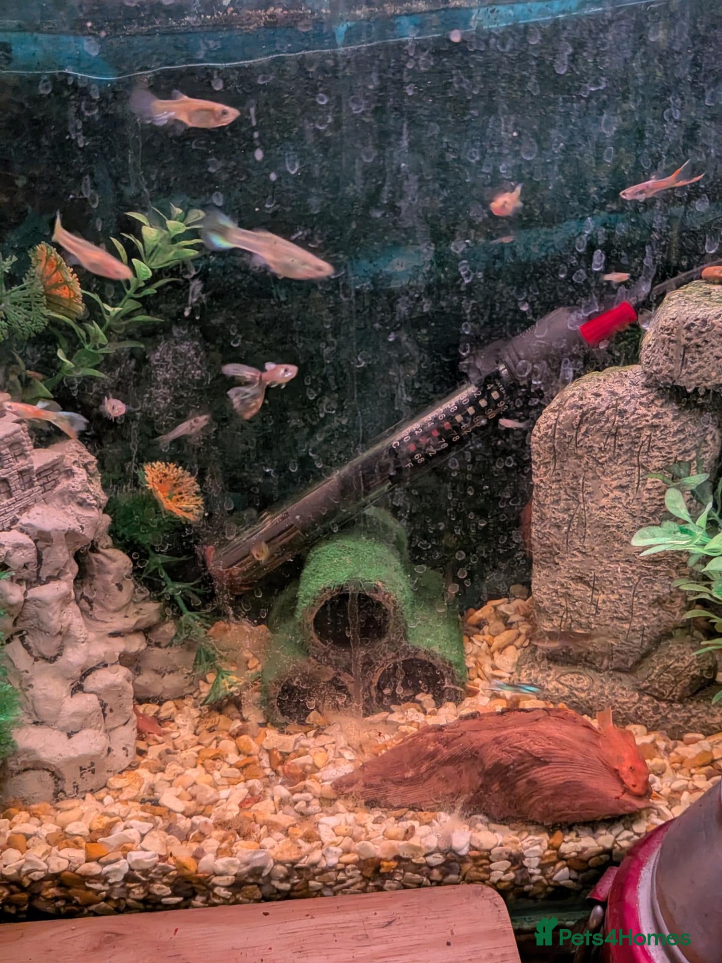 Other/Mixed Breed fish Young guppies  - Advert 1