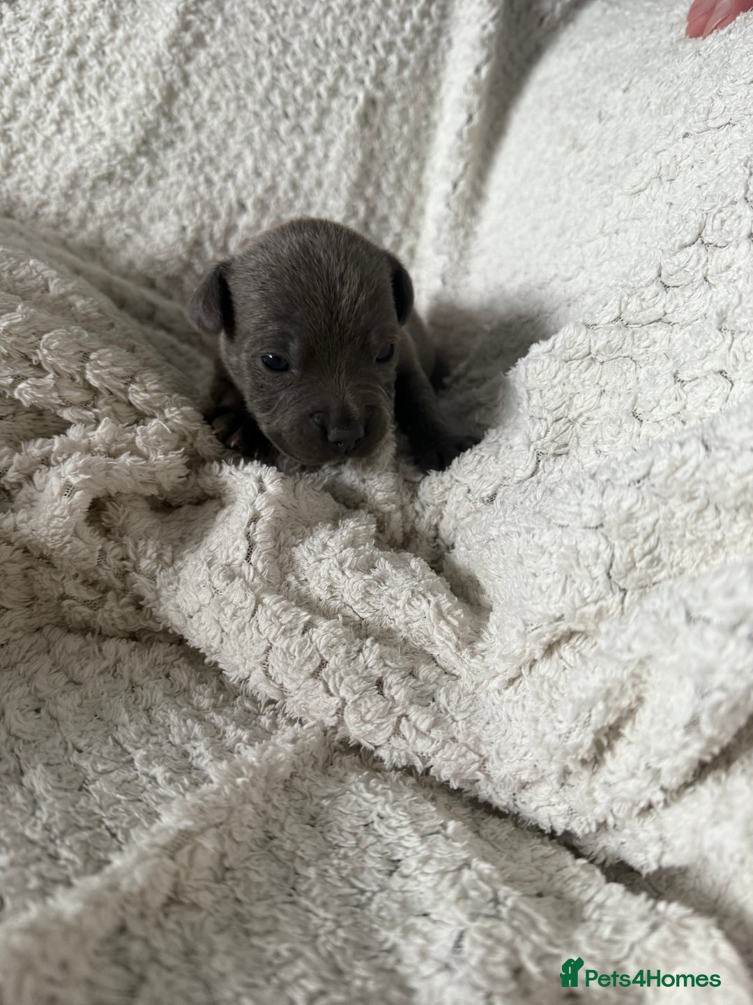 Staffordshire Bull Terrier dogs for sale: Six blue and black Staffordshire bull terriers  - Advert 3