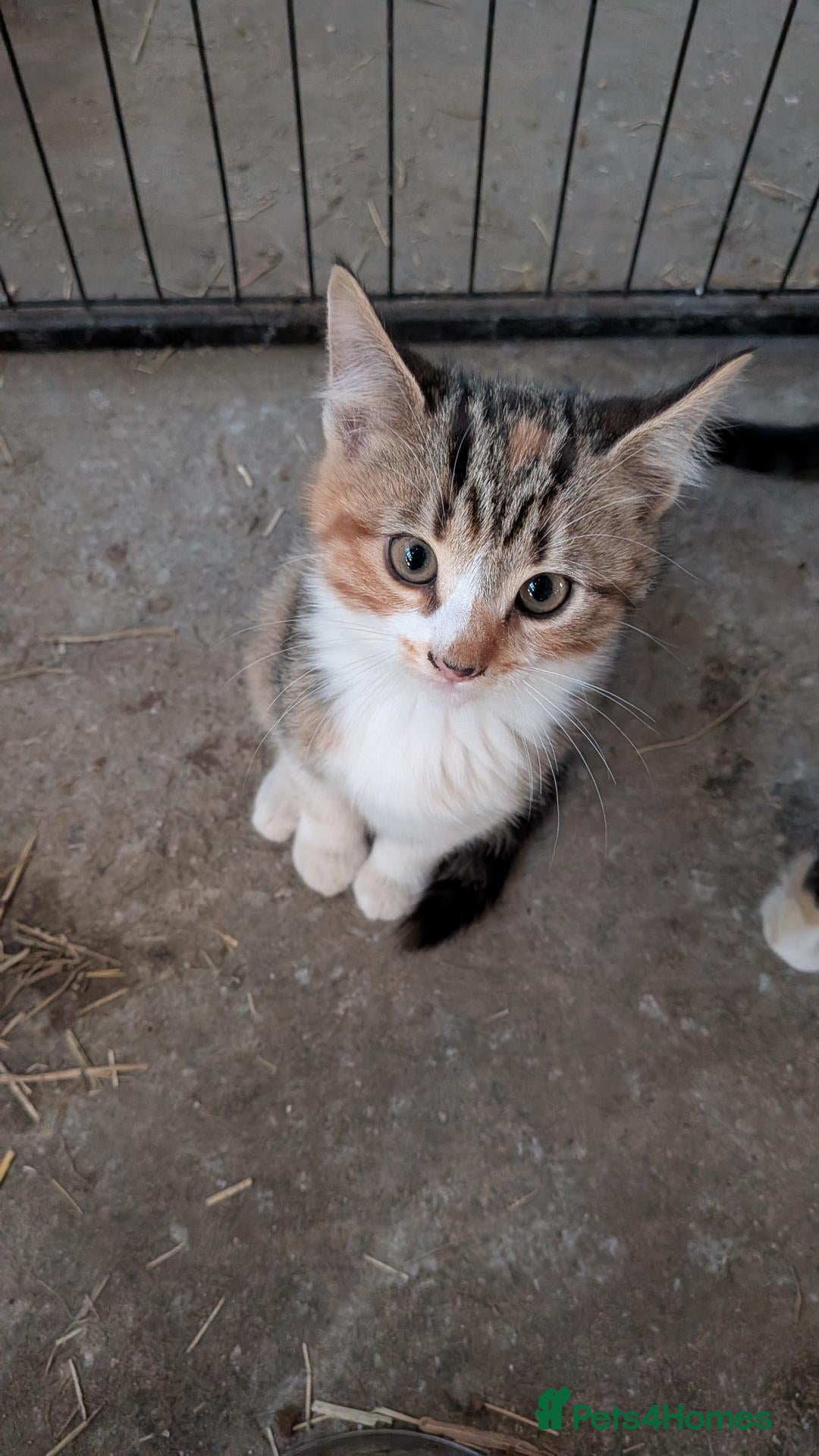 Mixed Breed cats 🐾Gorgeous Kittens Looking for Their Forever Homes - Advert 14