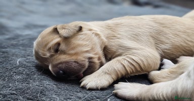 Golden Retriever dogs - Advert 7