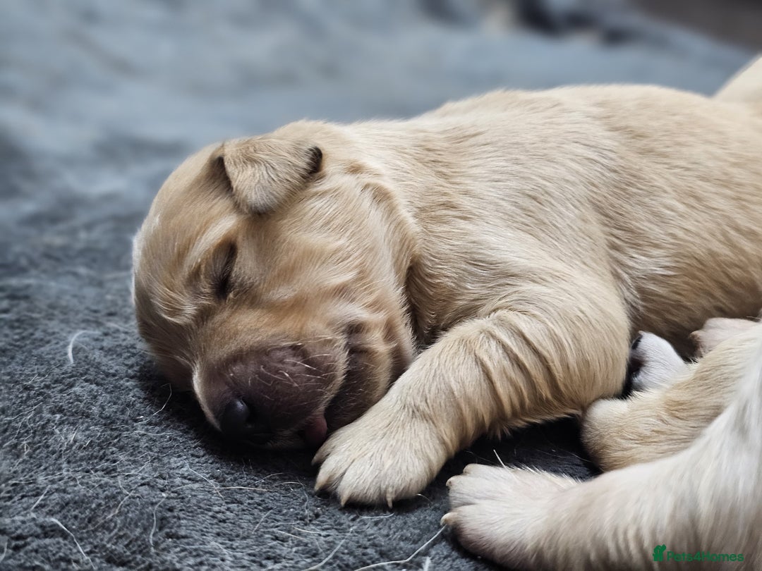 Goldador dogs for sale: 🐾Gorgeous Puppies-Family Raised with Love&Care🐾 - Image 3