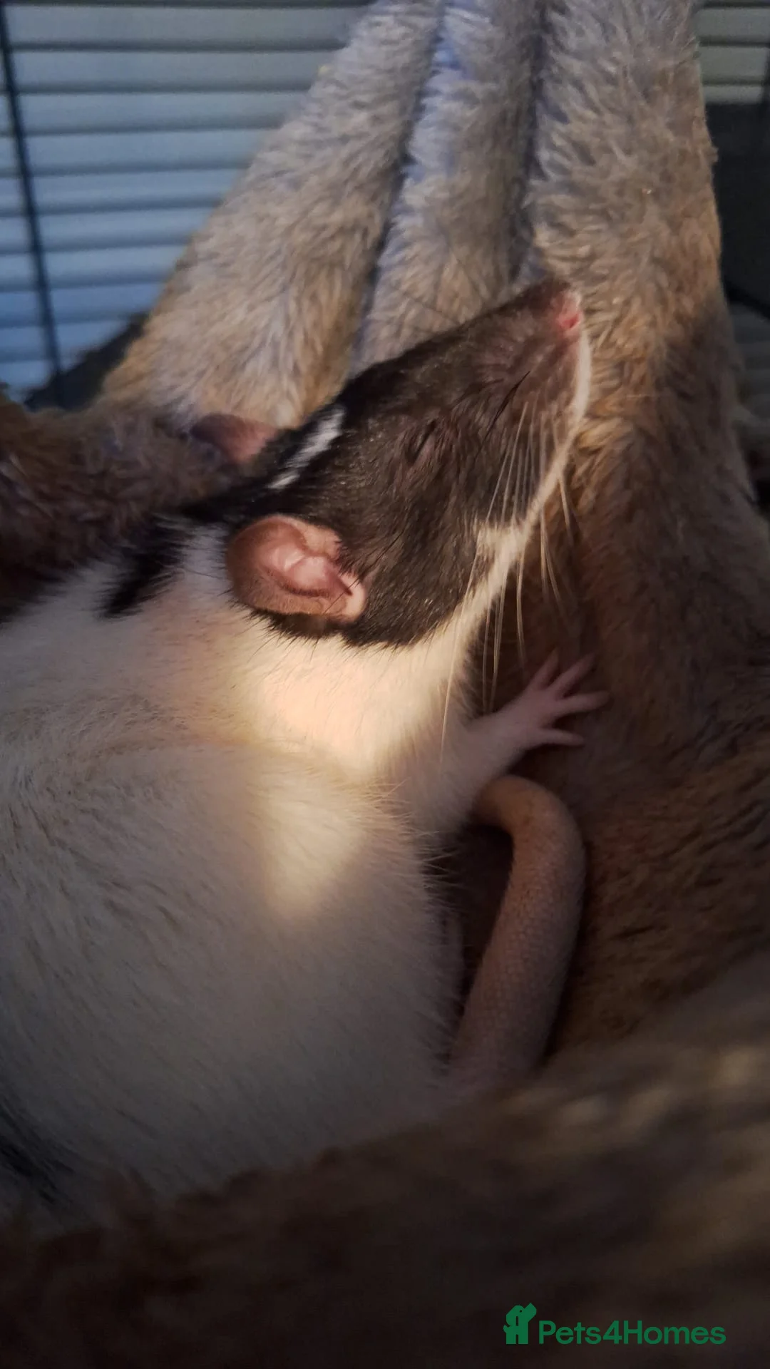 Rat rodents for sale: Female fancy rat  - Advert 2