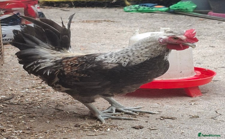 Chickens poultry - Advert 2