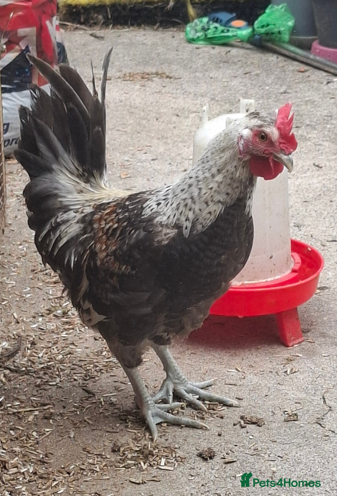 Chickens poultry for sale: Cream legbars and mixed Cockerels  - Image 1