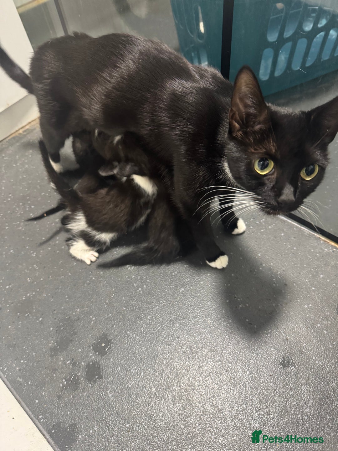 British Shorthair cats for sale: 5 black and white kittens - Image 9