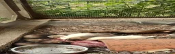 Ferret rodents for sale: 8 week old Ferrets for Sale in Scunthorpe - Advert 9