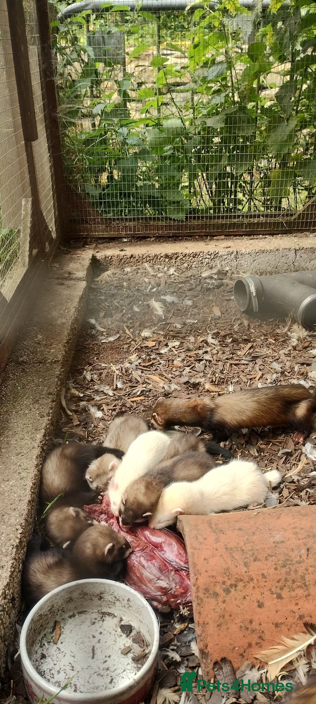 Ferret rodents for sale: 8 week old Ferrets for Sale in Scunthorpe - Advert 9