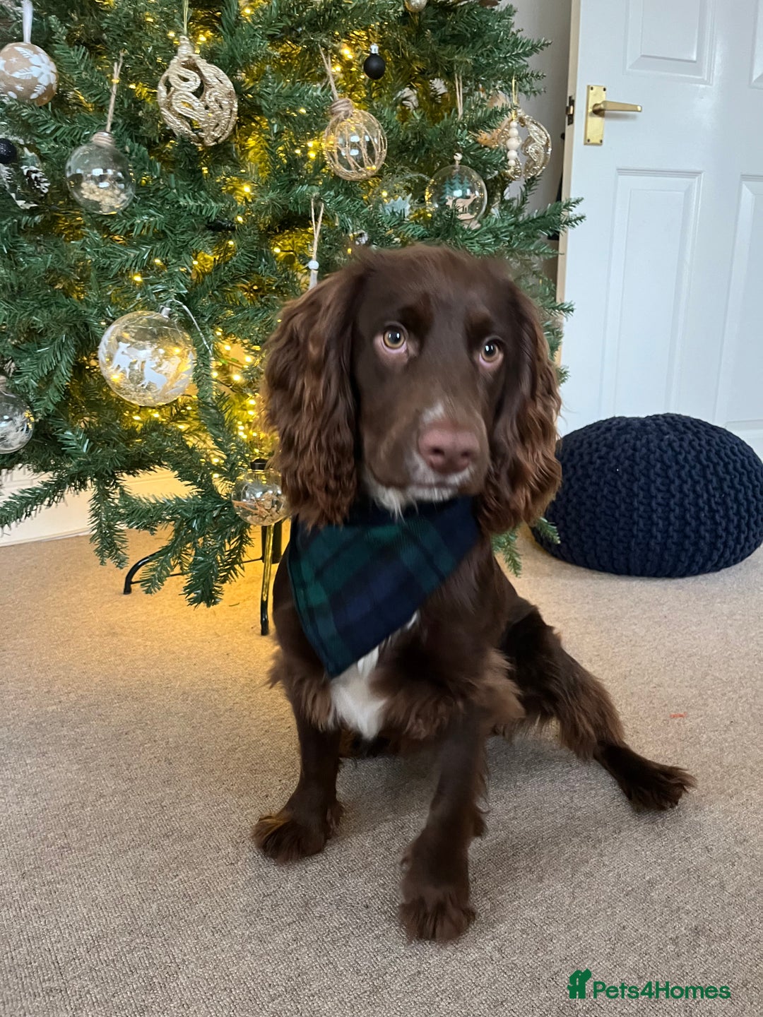 Cocker Spaniel dogs for stud: Working cocker spaniel available for stud  - Image 8
