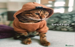 Bengal cats for sale: Pedigree,  TICA, loving, luxurious bengals - Advert 9