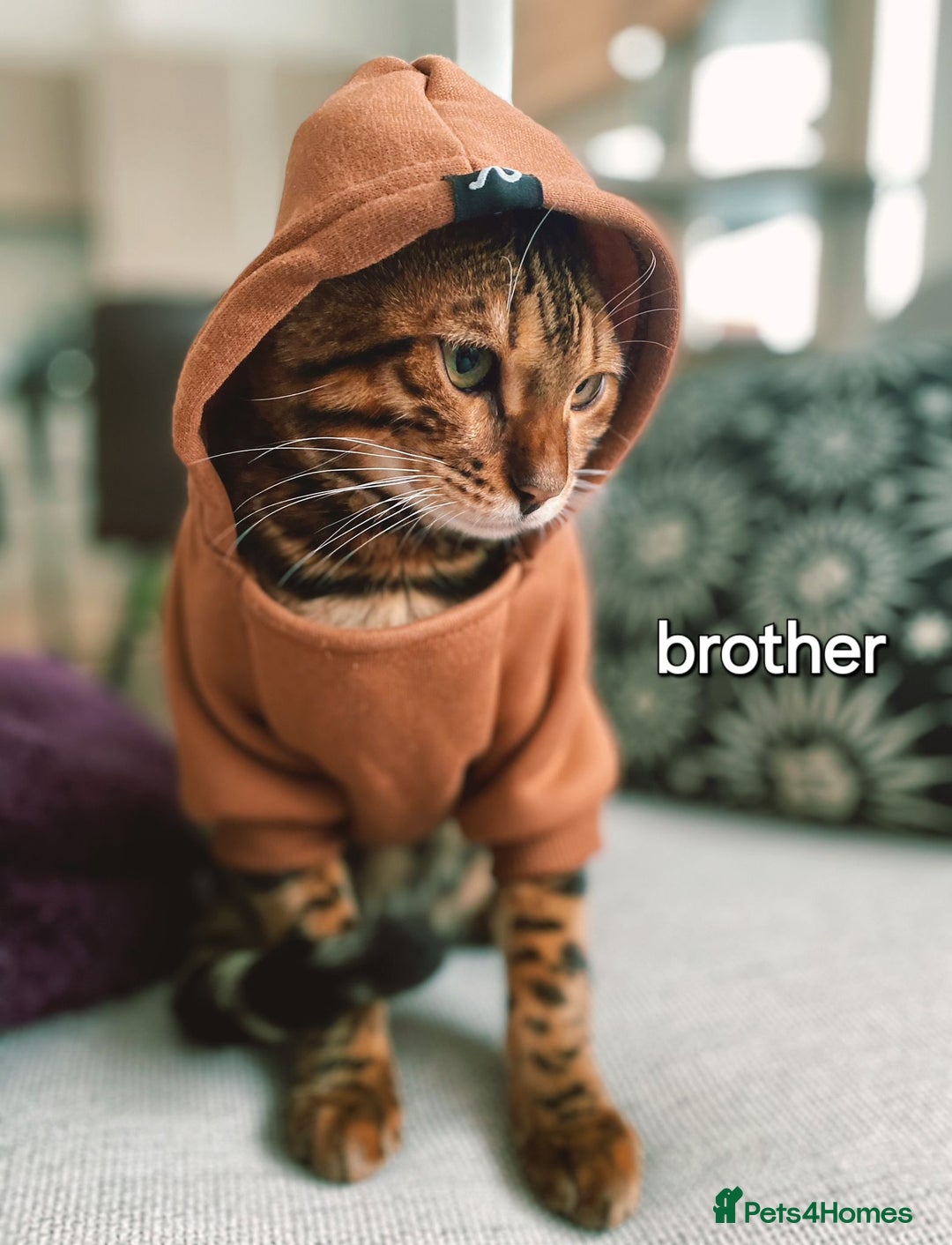 Bengal cats for sale: Pedigree,  TICA, loving, luxurious bengals - Advert 9