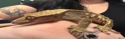 Gecko reptiles for sale: Jupiter the crested gecko  - Advert 5