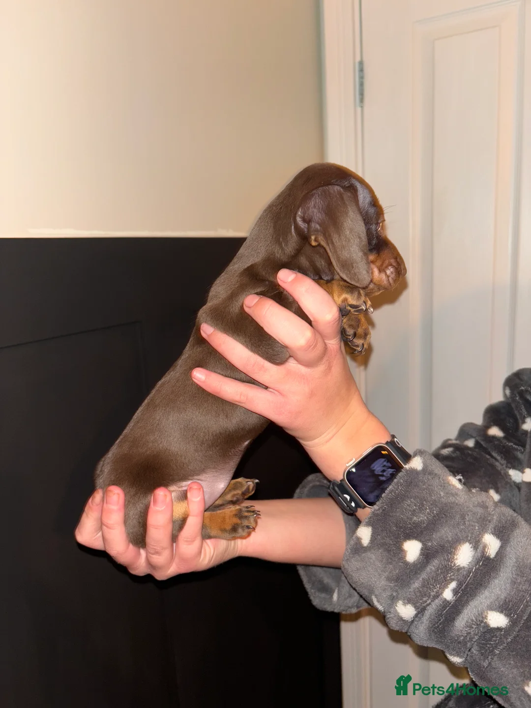 Miniature Dachshund dogs for sale: Miniature dachshund ready in feb  - Advert 2