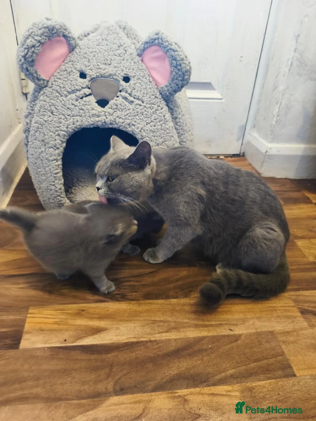 British Shorthair cats for sale: British short hair kittens  - Advert 2