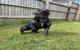 Mixed Breed dogs for sale: 4 year old French bulldog cross staff Teddy  - Image 6