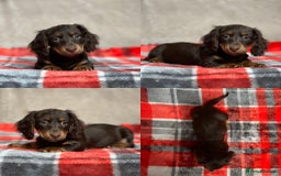 Miniature Dachshund dogs for sale: STUNNING CHOCOLATE LONG HAIRED BOYS - Image 14