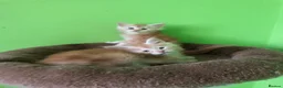 Maine Coon cats for sale: Fife registered, red silver Maine coon kittens  - Advert 4