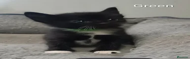 Female Black&White Kitten - Green collar