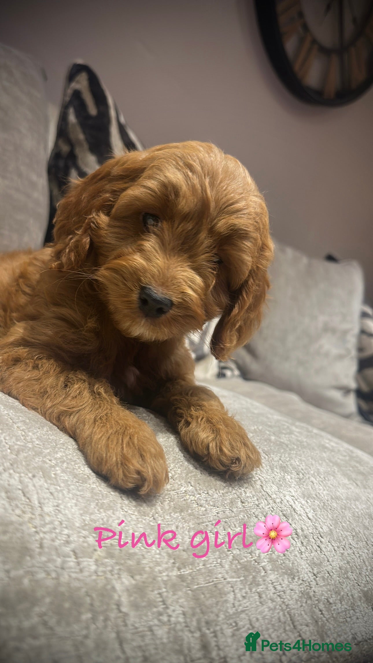 Cockapoo dogs 🐾Adorable toy cockapoos ready now 🐾 - Advert 6