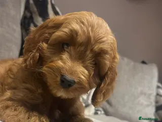 Cockapoo dogs 🐾Adorable toy cockapoos ready now 🐾 - Advert 2