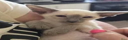 Siamese cats for sale: Beautiful GCCF Siamese Kittens ready end of May - Advert 13