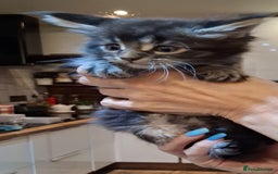 Maine Coon cats for sale: I have Beautiful healthy maicoon XL  - Image 7