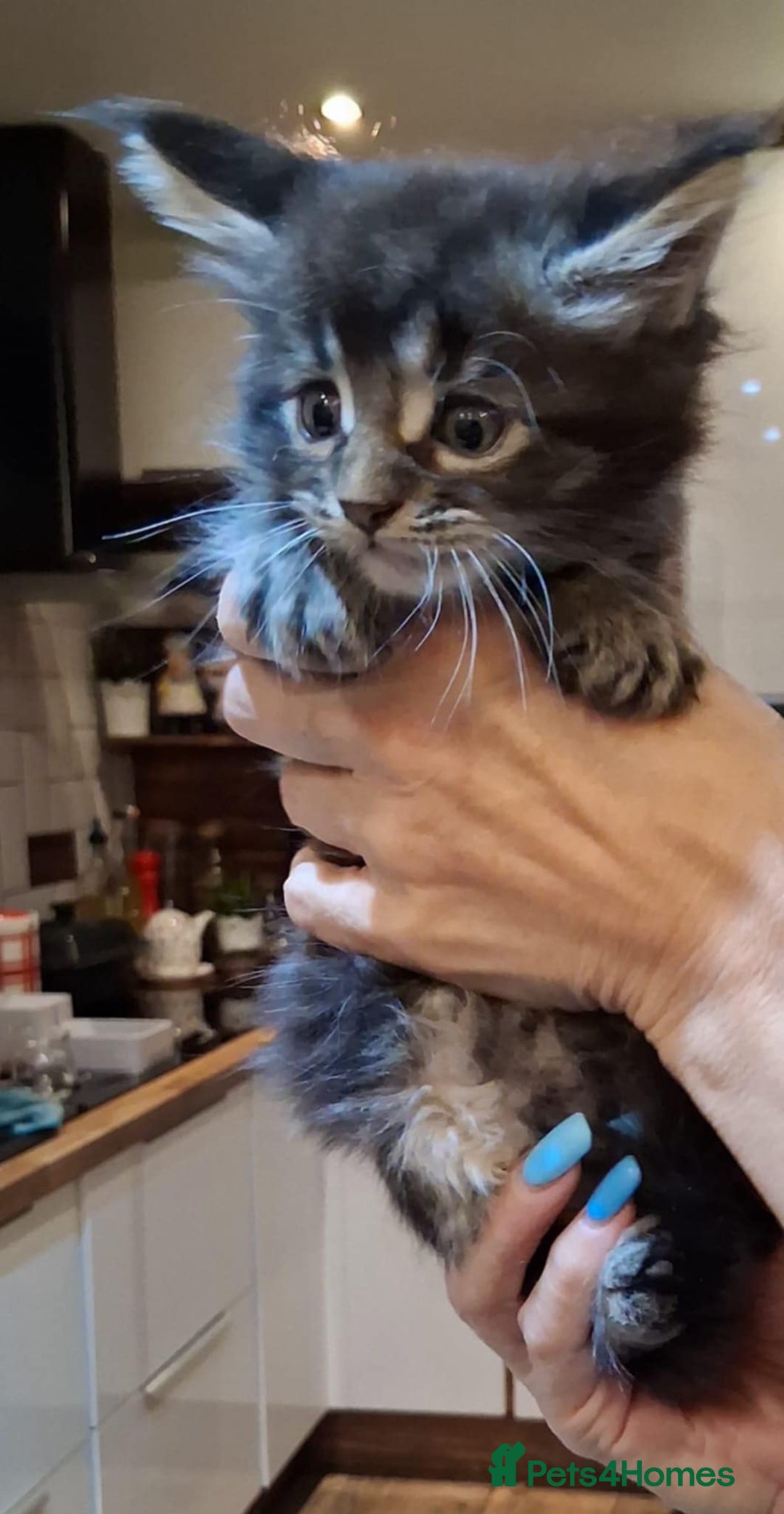 Maine Coon cats for sale: I have Beautiful healthy maicoon XL  - Image 7