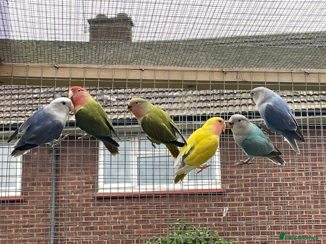 Lovebirds birds for sale: Lovebird babies  - Advert 3