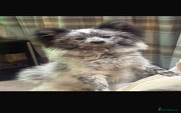 Pomeranian dogs for sale: Fox Face Merle Pomeranian Puppy - Advert 1