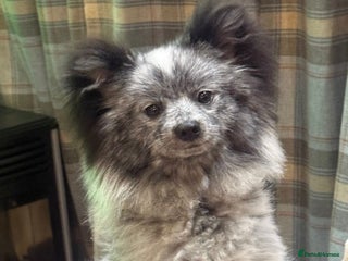 Pomeranian dogs Fox Face Merle Pomeranian Puppy - Advert 1