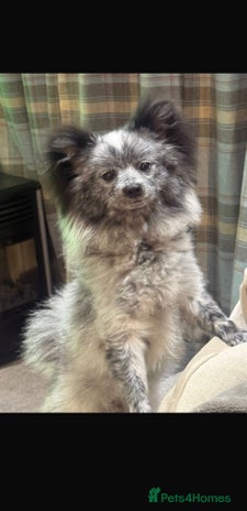 Pomeranian dogs Fox Face Merle Pomeranian Puppy - Advert 1