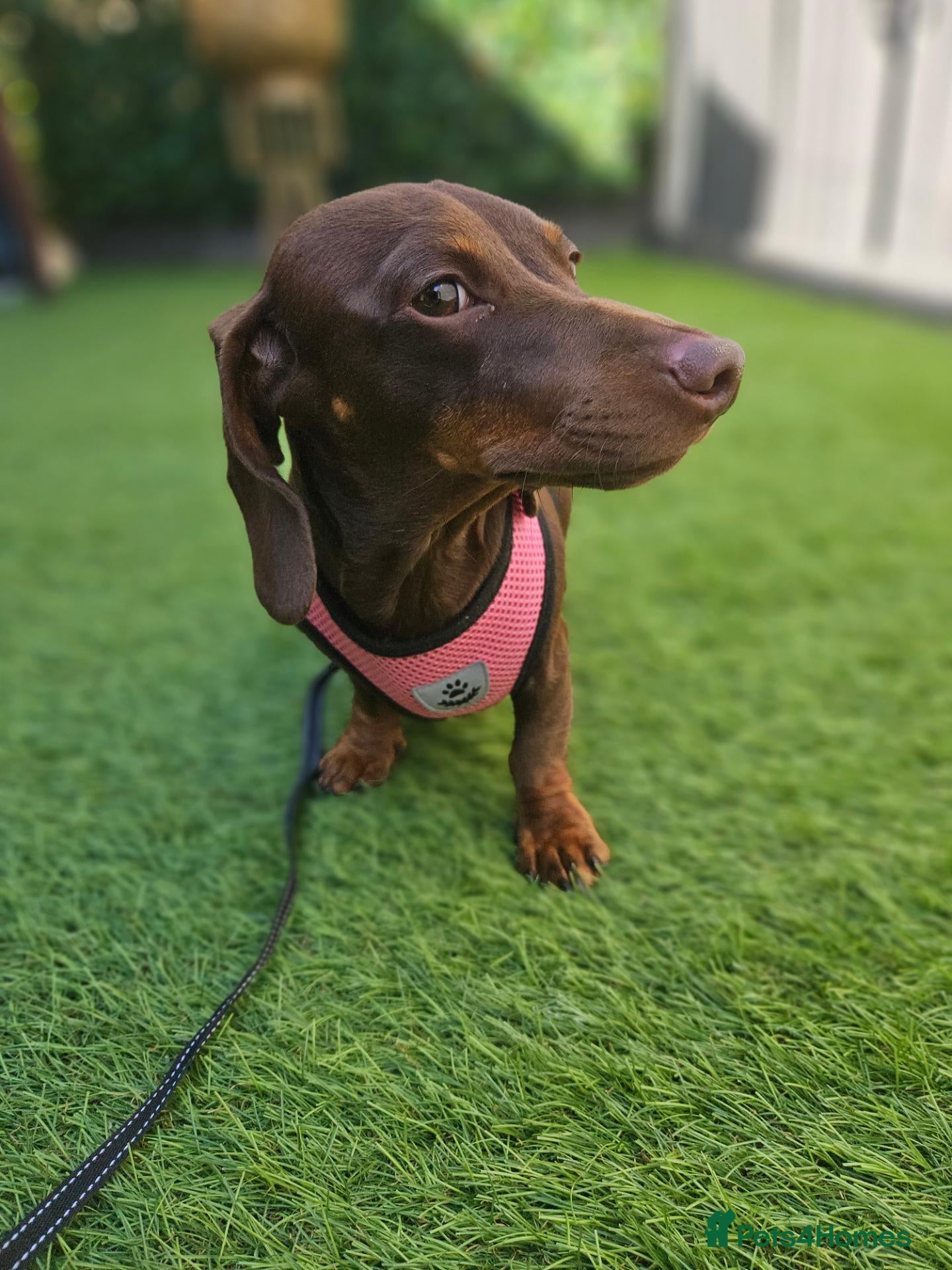 Miniature Dachshund dogs Rosie, KC-registered Dachshund  - Advert 3