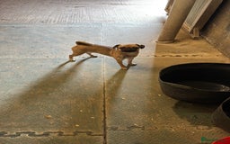 Mixed Breed dogs for sale: Jug for sale - Image 5