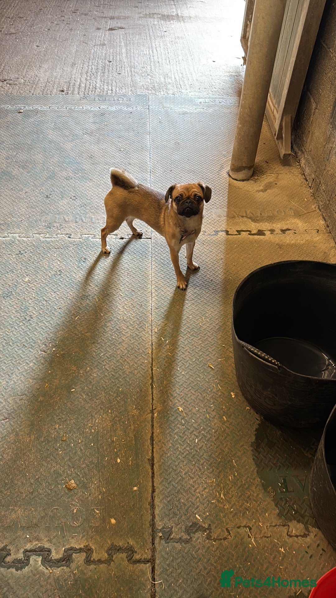 Mixed Breed dogs for sale: Jug for sale - Image 5