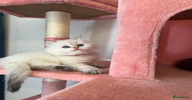 British Longhair cats - Advert 6
