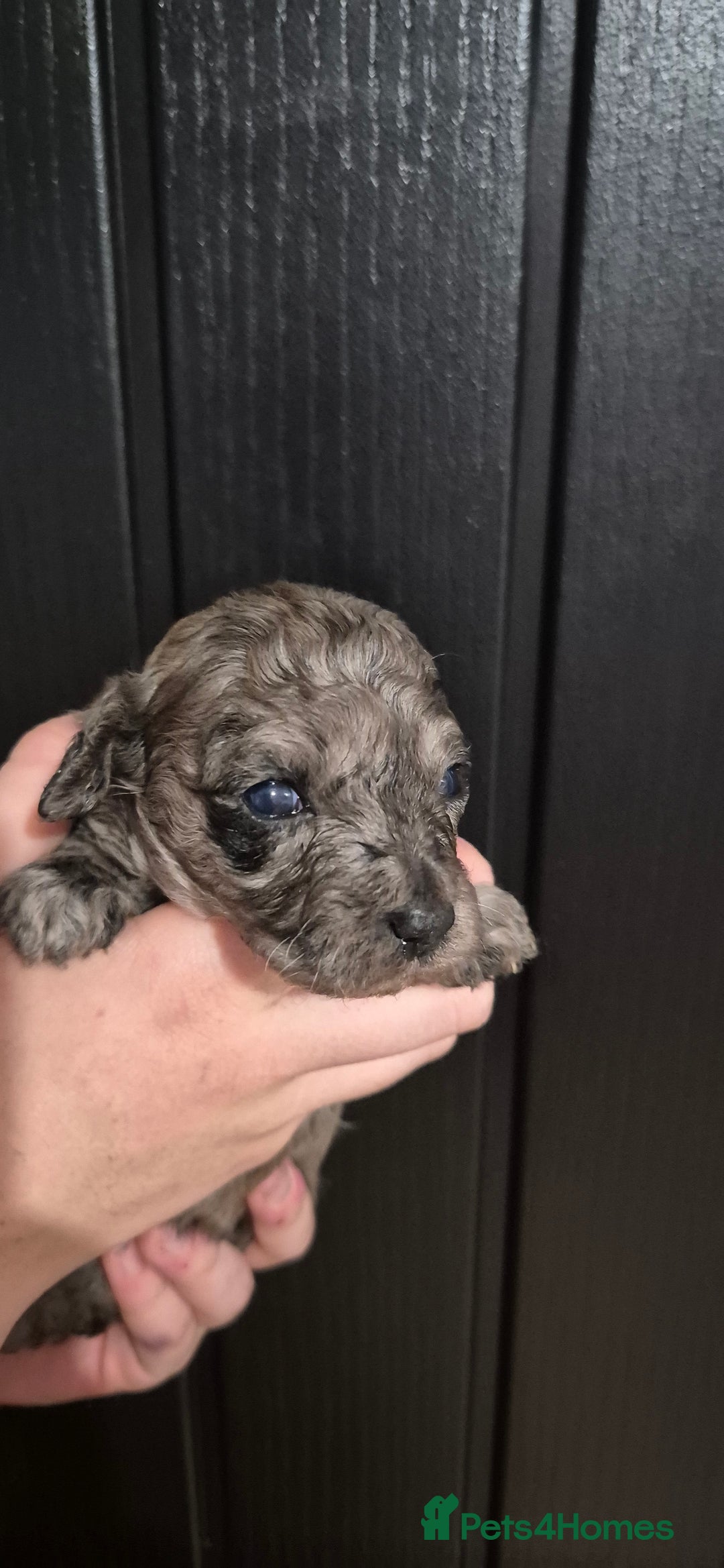 Mixed Breed dogs for sale: Gorgeous cavapoochon puppies - Advert 16