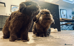 Mixed Breed rabbits for sale: 2 x Bonded Mini Lop X Lionhead Rabbits  - Image 4
