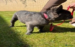 French Bulldog dogs for sale: REDUCED to £1000!!!Fluffy Frenchies in Edinburgh - Image 2