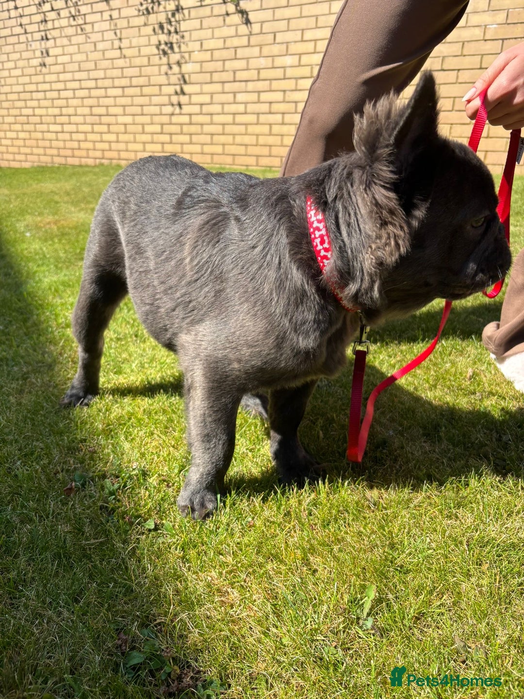 French Bulldog dogs for sale: REDUCED to £1000!!!Fluffy Frenchies in Edinburgh - Image 2